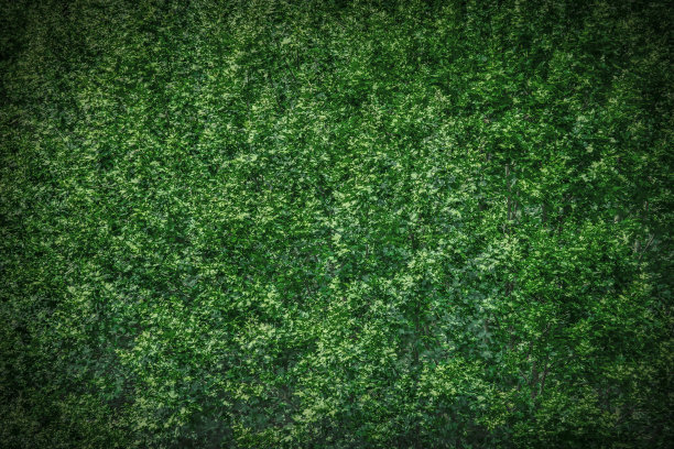 户外近距离观看飞机树叶在日落时点燃。梧桐树的枝头，图片下载