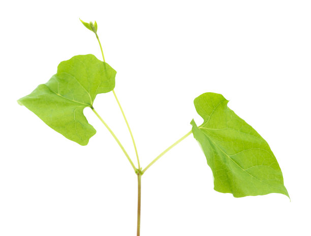 豆子随土而落。图片下载