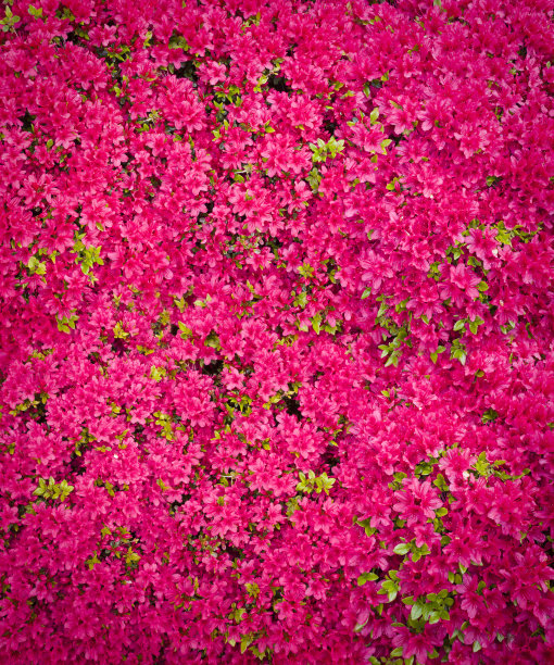 花园里开满了粉红色的杜鹃花图片下载