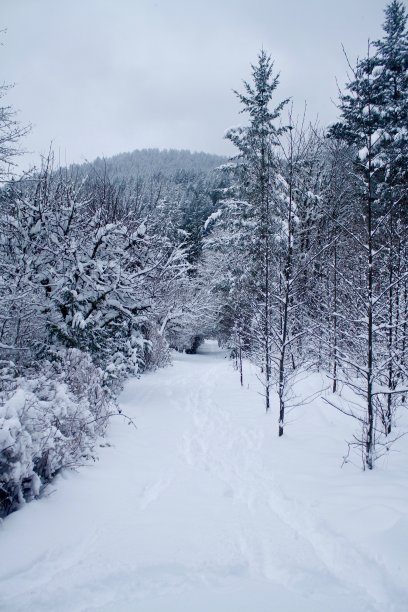白雪皑皑的小道图片下载