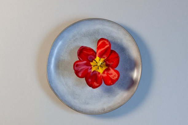 用红色郁金香装饰的节日盘子图片下载