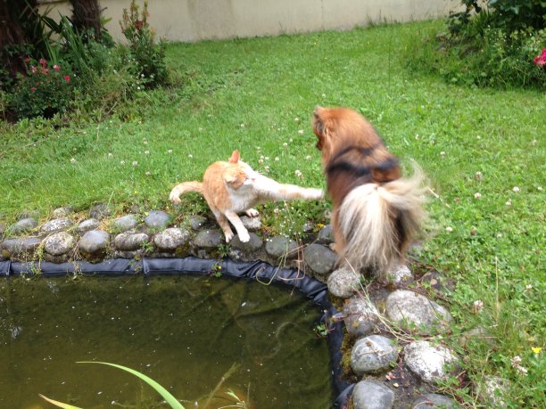 小宠物狗和猫图片下载