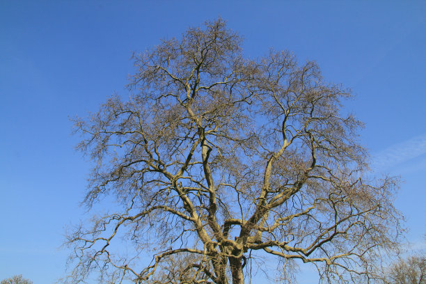 孤独的树图片下载