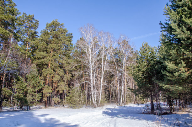 冬季西伯利亚森林图片下载