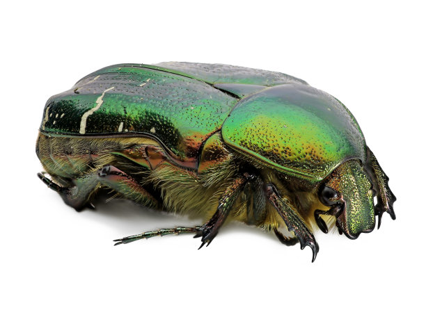 绿金龟子，金龟子，甲虫孤立在白色背景，细节微距拍摄，近距离图片下载