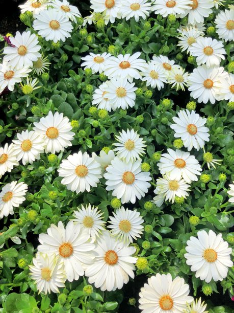 田野里的白色披肩玛格丽特雏菊图片下载