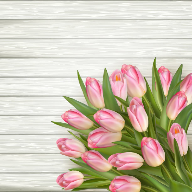 白色的木头上长着粉红色的郁金香。每股收益10图片下载