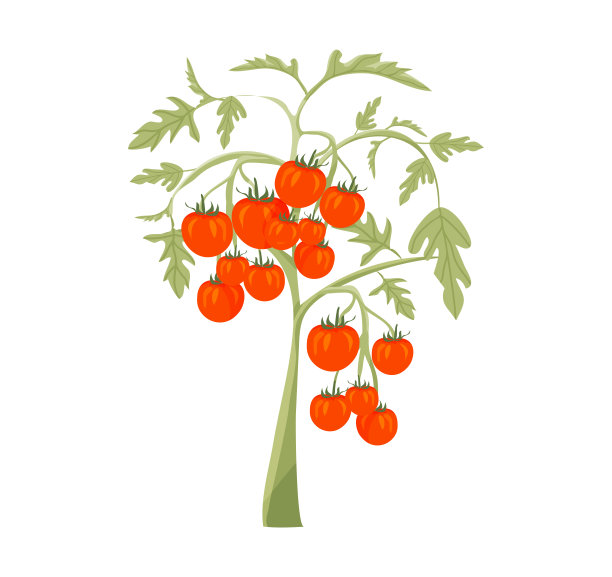 藤蔓蕃茄灌木分枝孤立。有机番茄分支图标。图片下载