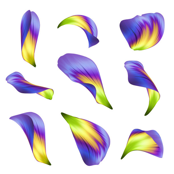 数字插图，抽象紫黄色花瓣收集，花剪辑艺术设置孤立的白色背景图片下载