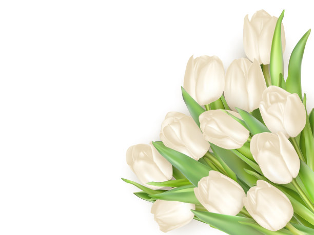 孤立的郁金香。每股收益10图片下载