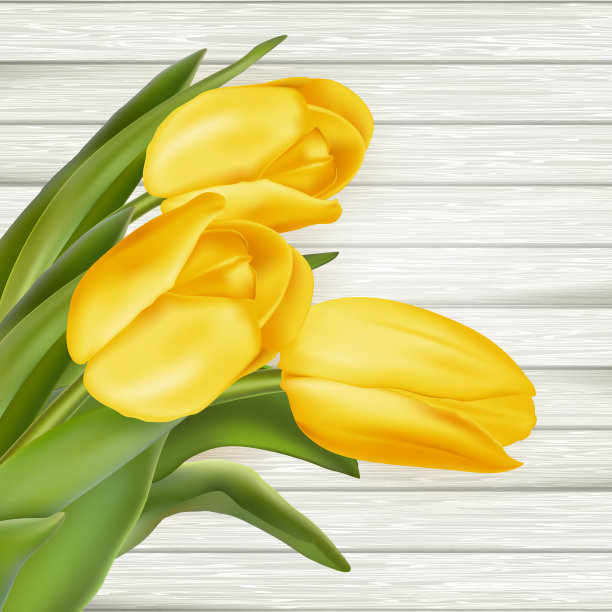 黄色的郁金香。每股收益10图片下载