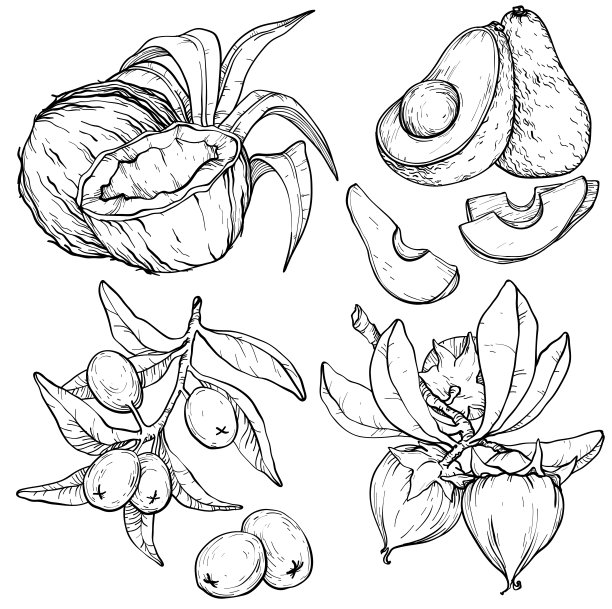 向量集食品和化妆品护理成分。有机手绘图片下载