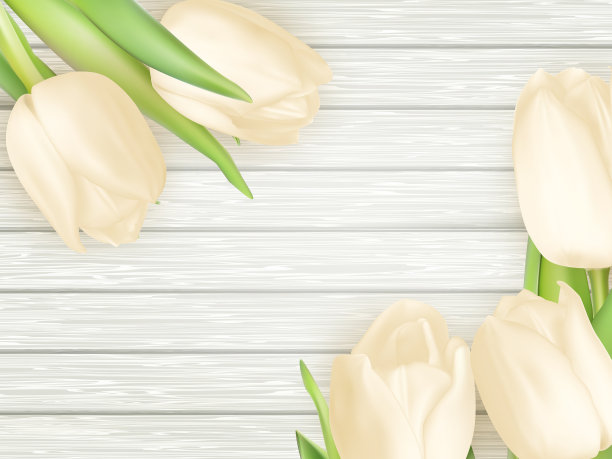 一束白色郁金香。每股收益10图片下载