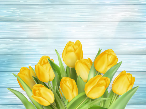黄色的郁金香在木板上盛开。每股收益10图片下载