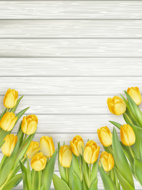 黄色郁金香与复制空间。每股收益10图片下载