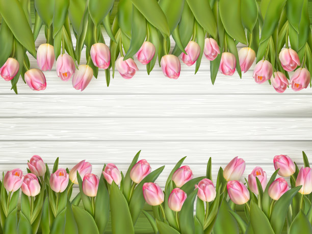 粉红色郁金香与文字空间。每股收益10图片下载