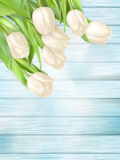 一束白色郁金香。每股收益10图片下载