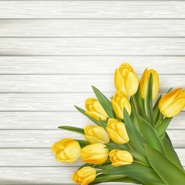 黄色的郁金香。每股收益10图片下载