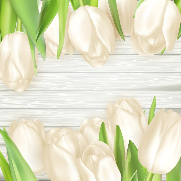 一束白色郁金香。每股收益10图片下载