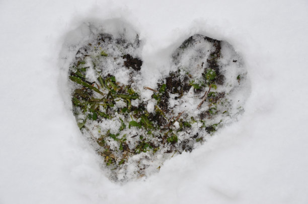 在白雪的背景下，绿草的形状像一颗心图片下载