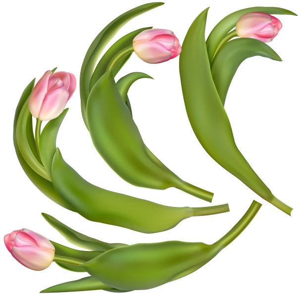 白色背景上的4朵郁金香。每股收益10图片下载