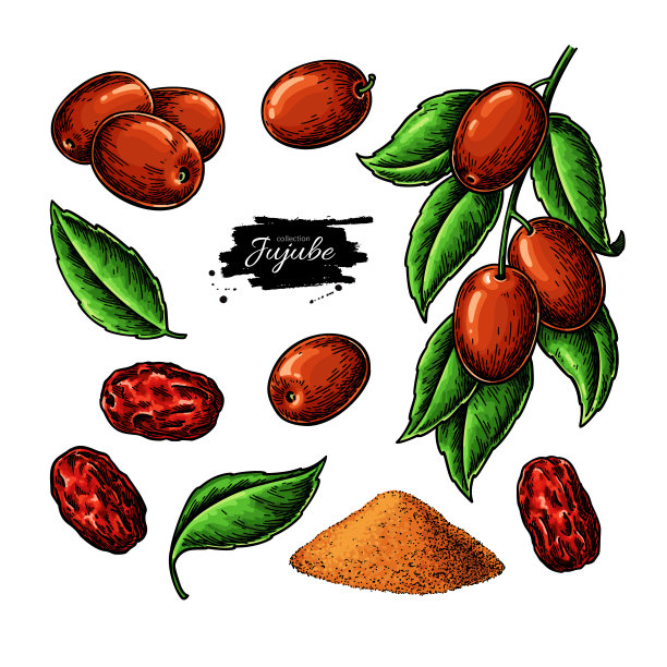 枣矢量图。中国枣孤立插图。手绘植物枝，图片下载