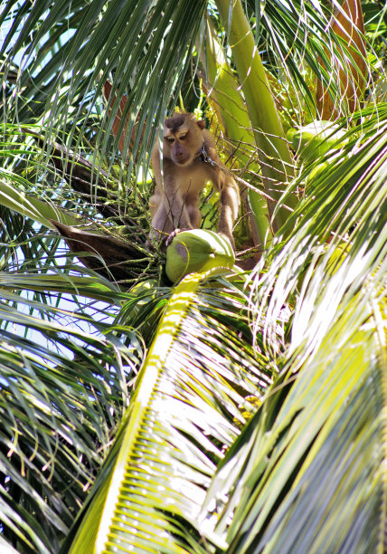 猴子爬到椰子树上摘椰子图片下载