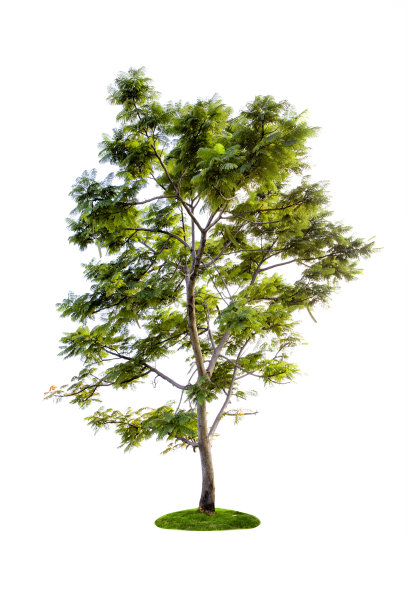 白色背景上孤立的大绿树。图片下载