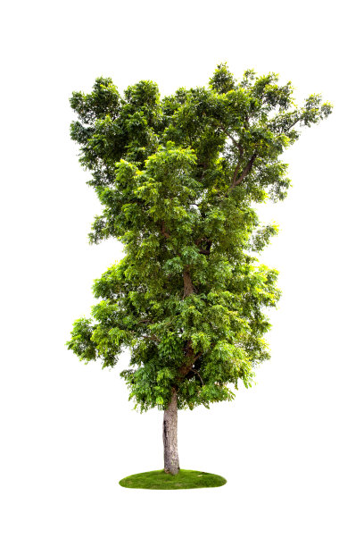 白色背景上孤立的大绿树。图片下载