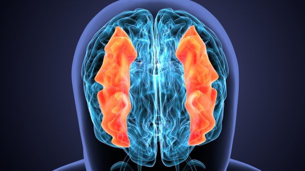 人脑交叉解剖学的三维渲染图片下载