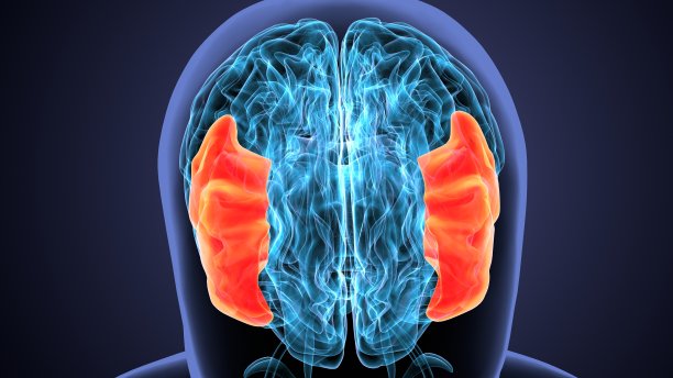 人脑交叉解剖学的三维渲染图片下载