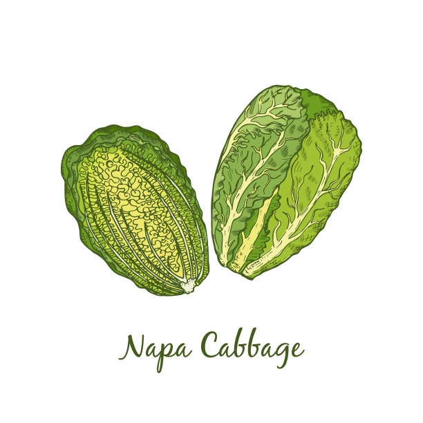 手绘彩色白菜孤立在白色图片下载