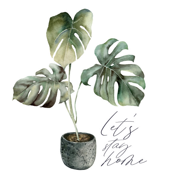 水彩让我们留在家里与怪物卡。流行病期间的隔离。手绘外来植物与盆栽孤立在白色背景。花插图设计，打印或背景。图片下载