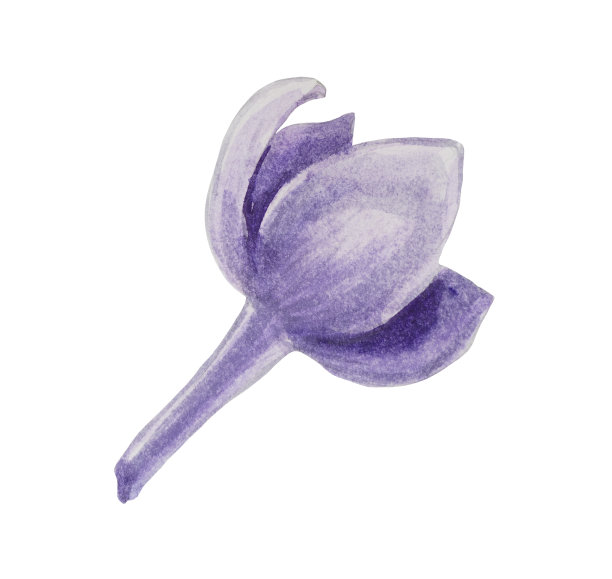 水彩花从丁香的花序图片下载