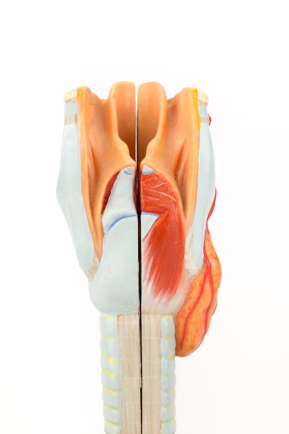 人类喉部和气管在白色背景上图片下载