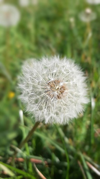 蒲公英图片下载