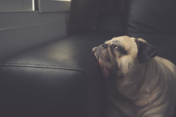 近距离的可爱的哈巴狗狗在沙发上看着窗外独自像遗弃等待的主人。图片下载