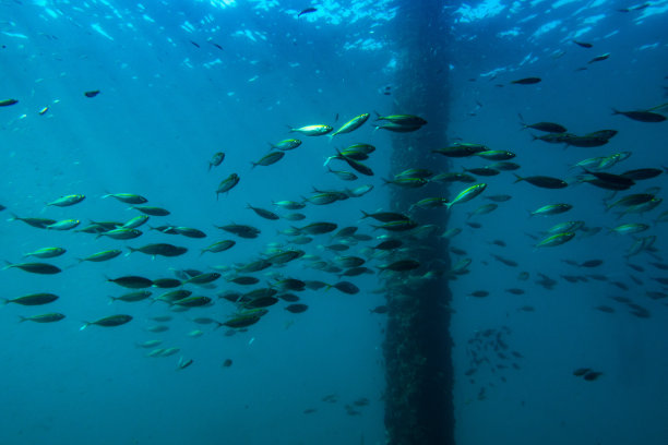 海洋里的鱼群在桥下游泳。图片下载