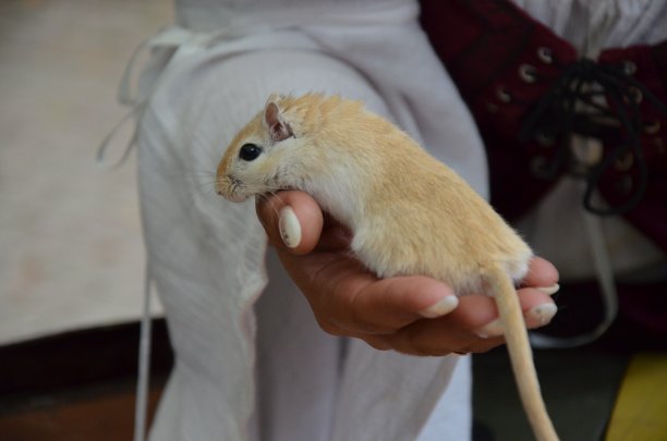 德国马尔堡-中世纪市场图片下载