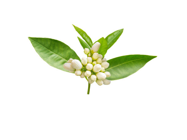 一种橙树早午餐，有白色的芳香的芽和孤立在白色上的叶。图片下载