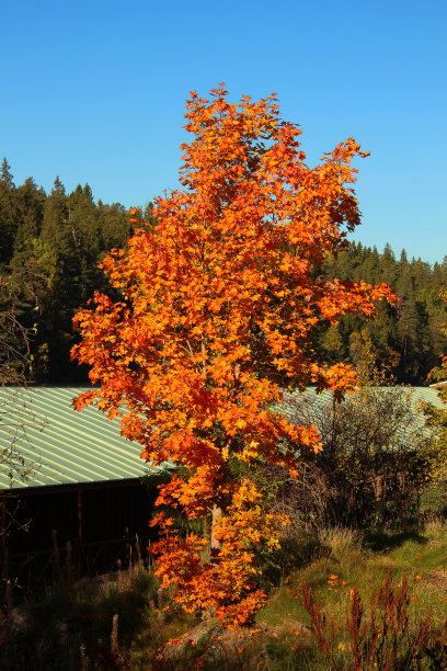 谷仓旁的枫树变黄了图片下载