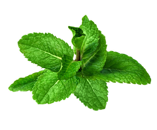 完美的薄荷孤立在白色背景。准备好剪切路径。图片下载