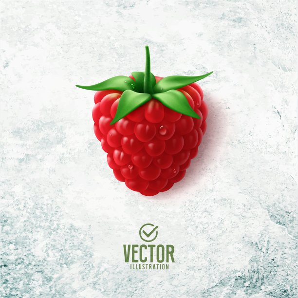 向量现实的树莓插图在白色的石头背景图片下载