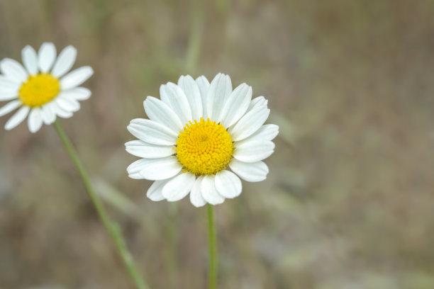 美丽的白色甘菊，微距，背景图片下载