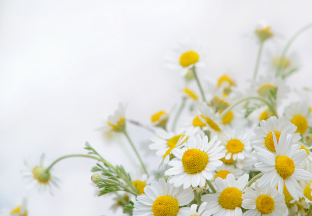 美丽的洋甘菊花束，背景。图片下载