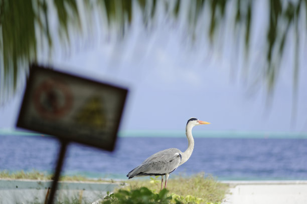 美丽的夏季热带海滩在异国情调的岛屿马尔代夫图片下载