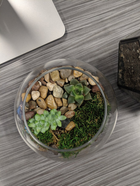 各种多肉植物在一个有鹅卵石的容器里图片下载