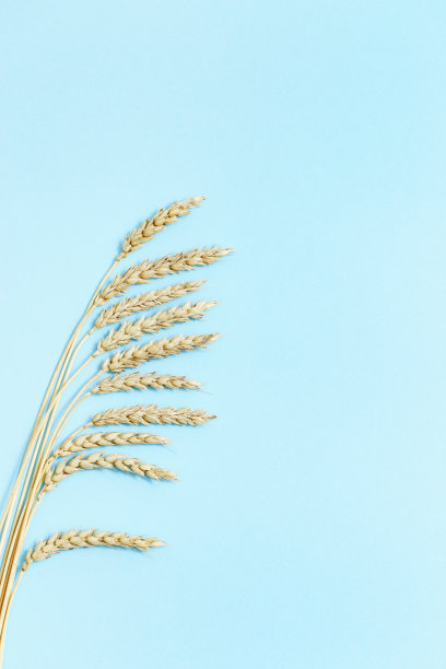 一束小麦穗近距离在蓝色的天空彩色纸背景。秋收，粮食丰收。俯视图和复制空间。图片下载
