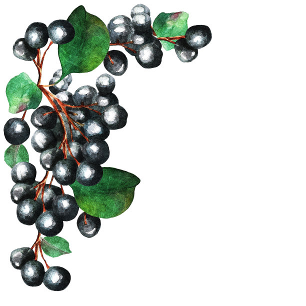 醋栗、框架、水彩图片下载