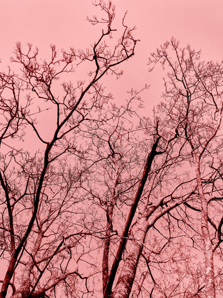 春天没有叶子的树枝映衬着蓝天图片下载